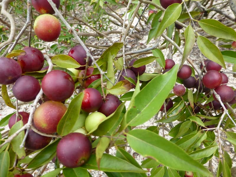 camu-camu