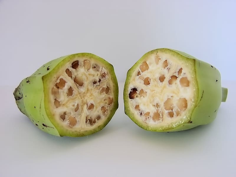 plátano