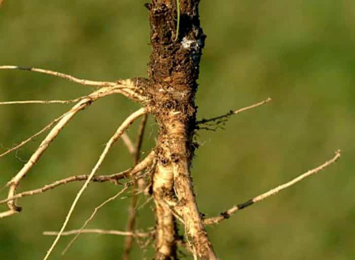 zanahoria